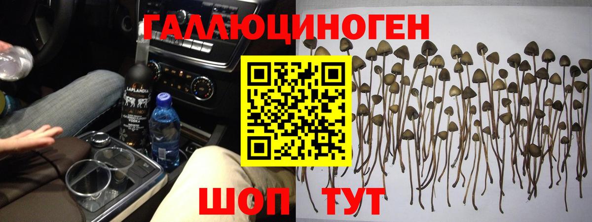 Галлюциногенные грибы Psilocybe  сколько стоит  Назрань  Вход с VPN 